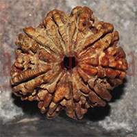 9 mukhi 37- 24x20.5x18.1
